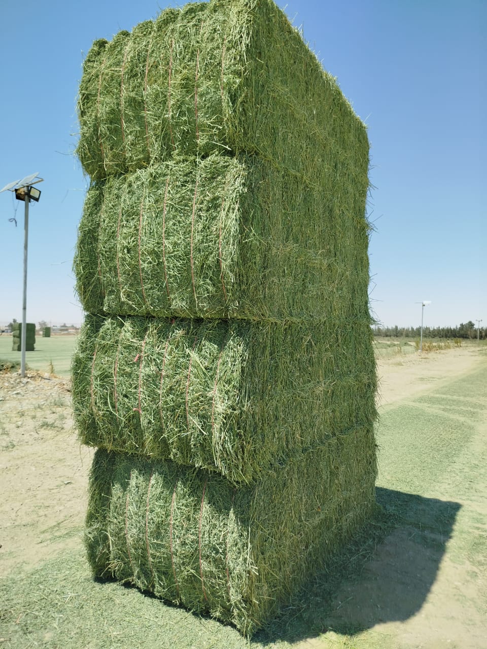 Alfalfa Hay from Egypt